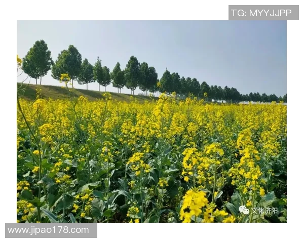 足球金签球星卡市场价格分析及投资前景解析